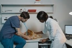 vet and vet tech examining dog.