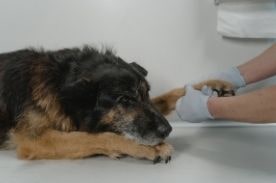 dog being examined by vet.