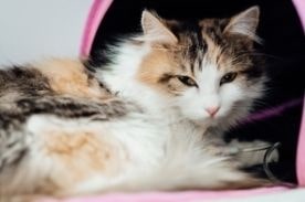 multi-colored cat.