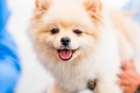 small dog in veterinary office.