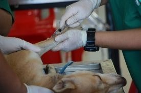 veterinary technicians treating a dog.