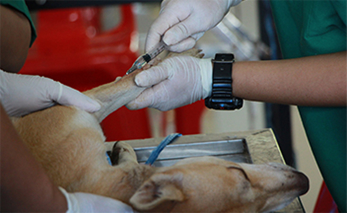 Vets working on dog.