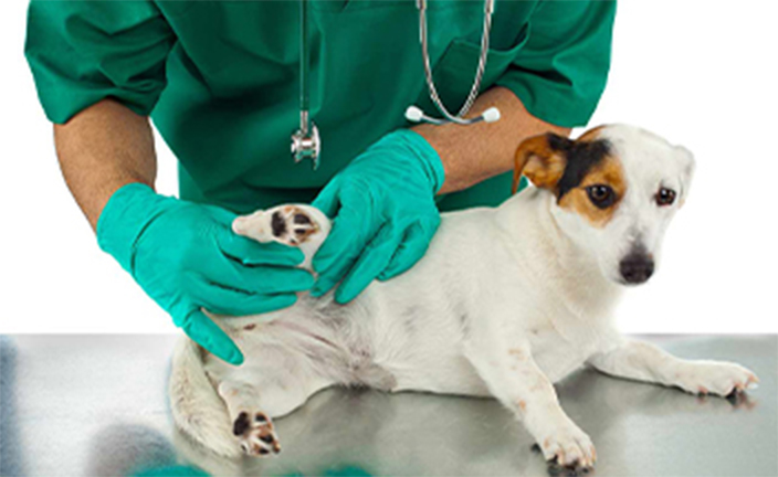 vet examining dog.