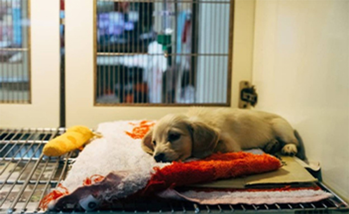 Small dog in veterinary clinic.