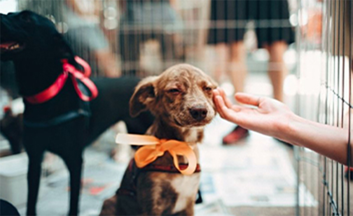 Person petting puppy in shelter.