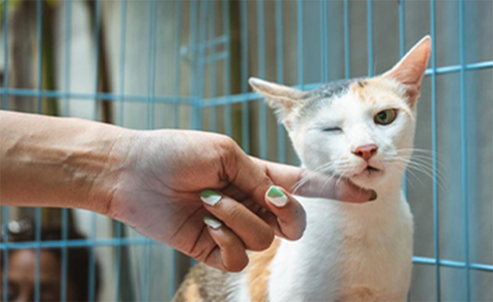 Cat with veterinary worker.