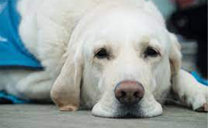 Dog laying down.