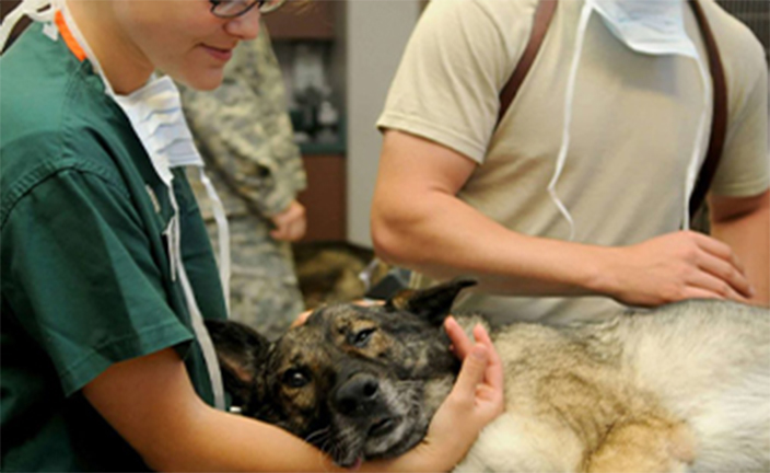 vets with dog.