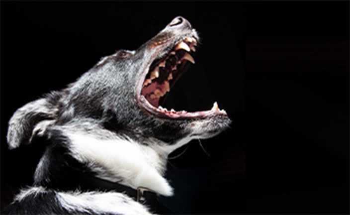 Black dog baring teeth.