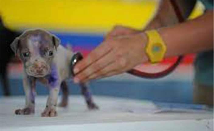Veterinary technician examining puppy.