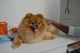 small dog being examined by vet tech.