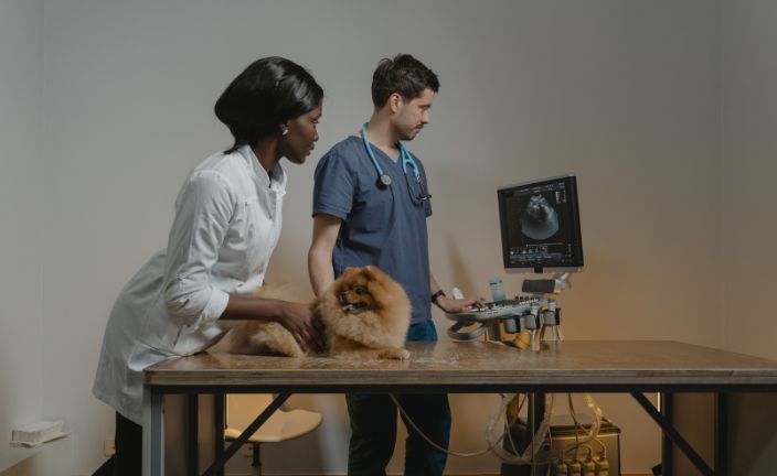 Vet and vet tech examining dog.