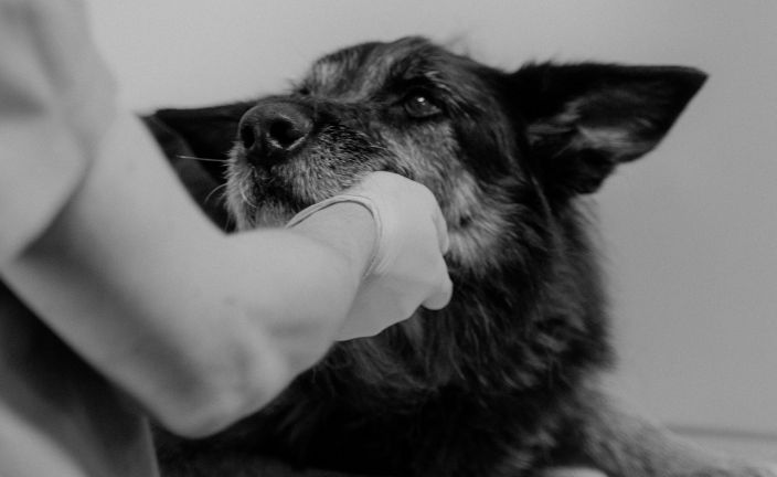 dog being examined by vet.