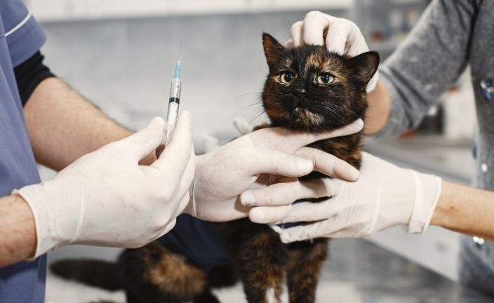 veterinarian administering vaccine to cat.