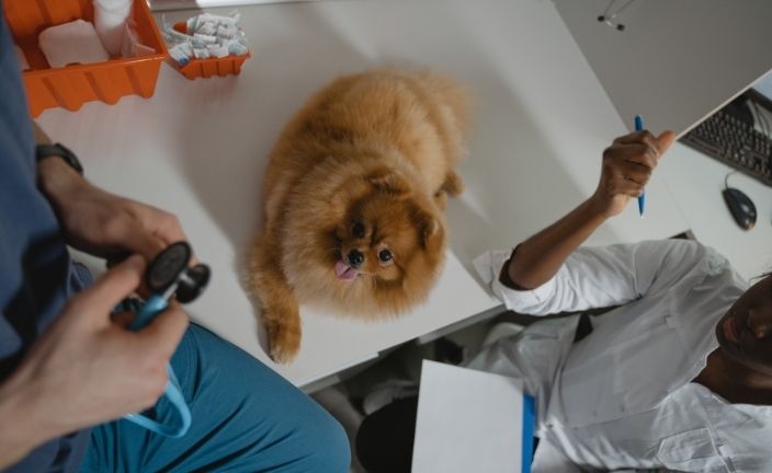 dog on veterinary exam table with vet and vet tech.