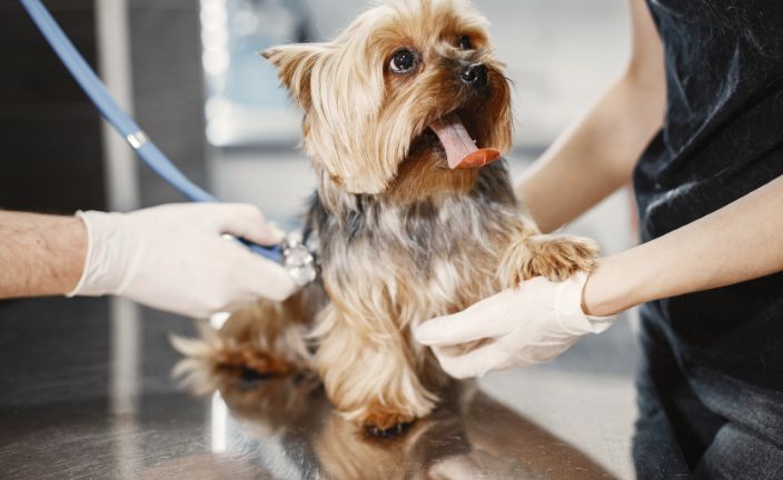 small dog being examined by veterinarian and vet tech with stethoscope.