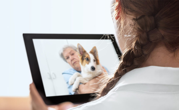A veterinary telehealth appointment with a client and their dog.