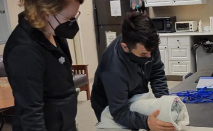 Students learning veterinary technician skills.
