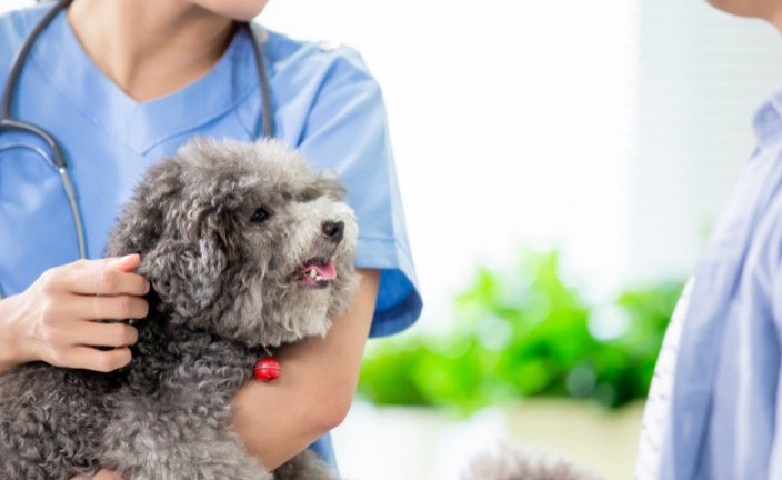 Vet tech in blue scrubs holding dog speaking with a client.