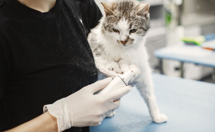 white cat with brown markings being examined by vet tech.