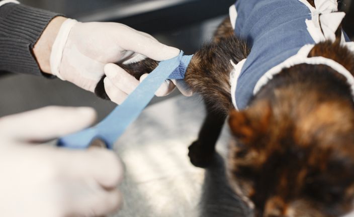 Vet tech wrapping tortoiseshell cat's leg in blue vet wrap.