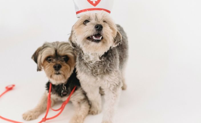 Two dogs dressed in medical costumers on grey background.
