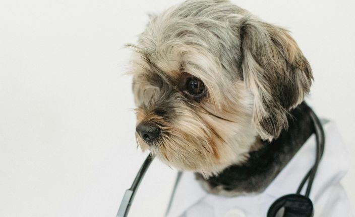 sad dog wearing a lab coat and stethoscope.