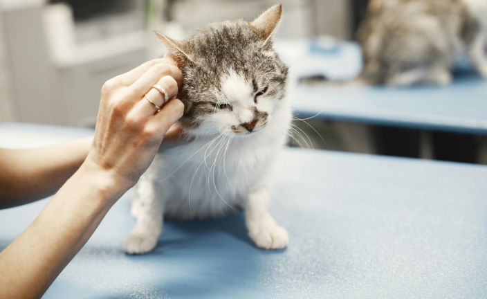 white and gray cat getting their ears checked.