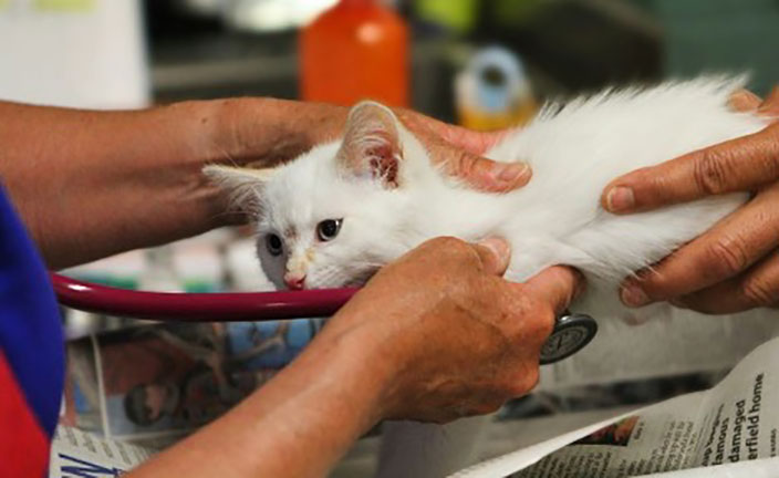 white cat getting checked out by a vet.