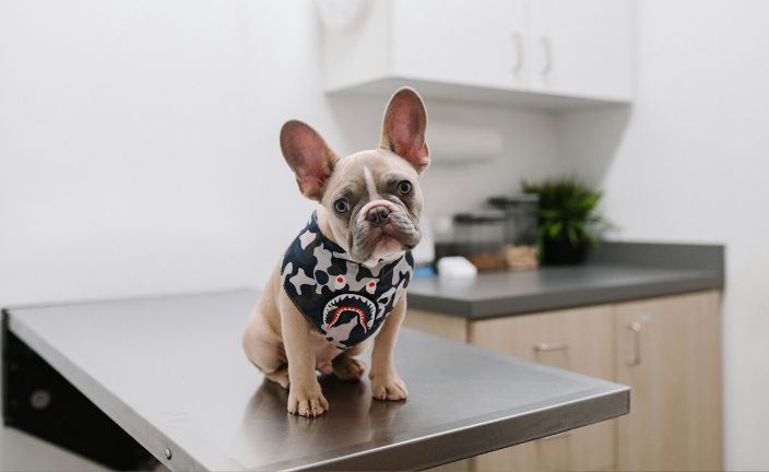 sassy pup.