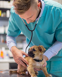 Veterinary Staff performing a checkup exam on a small puppy.