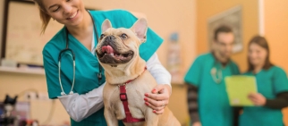 Vet tech attending to a dog in a vet hospital.