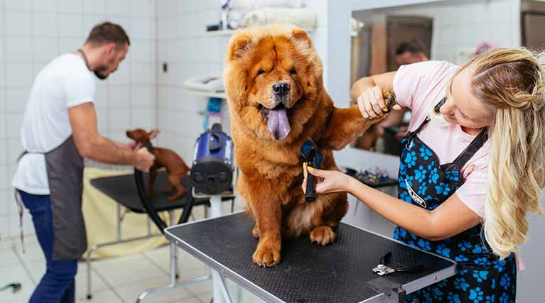 pet groomer brushing dog on a table.