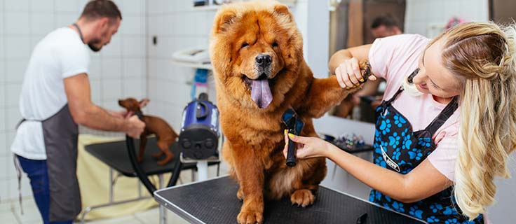 pet groomer brushing dog on a table.