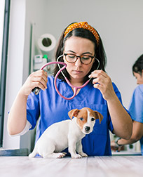 woman with a stethoscope examining a puppy.