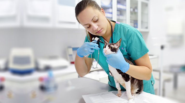 veterinary technician checks cat's ear