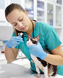 veterinary technician checks cat's ear