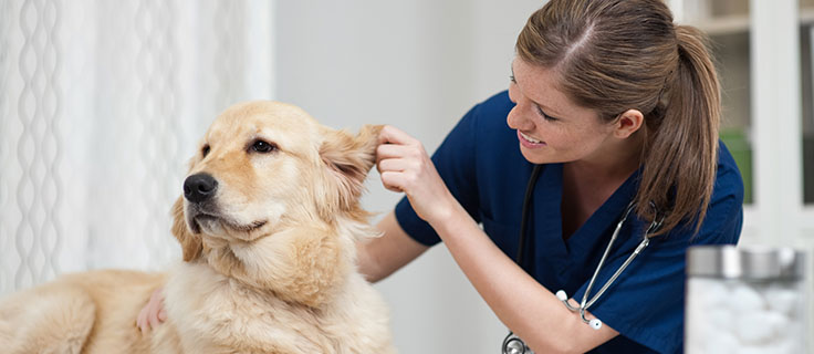 veterinary technician checks dog's ear.