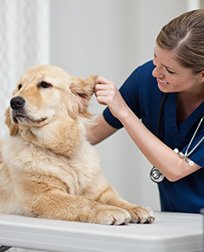 veterinary technician checks dog's ear.